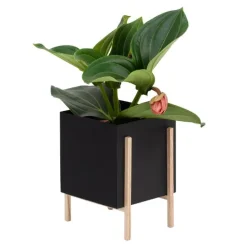 Greenery botanic potte