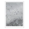 Ingrey Studio poster 50x70 cm crows