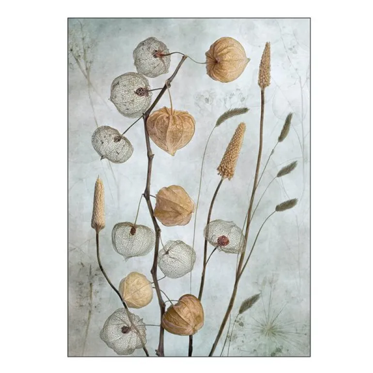 Mandy Disher poster 30x40 cm lanterns