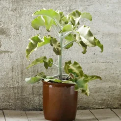 Redskapskrukke 4L brun