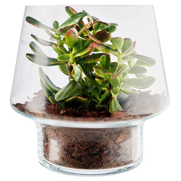 Sukkulent glassvase Ø21 cm