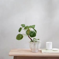 Vielle potteskjuler 11,5x14 cm råhvit